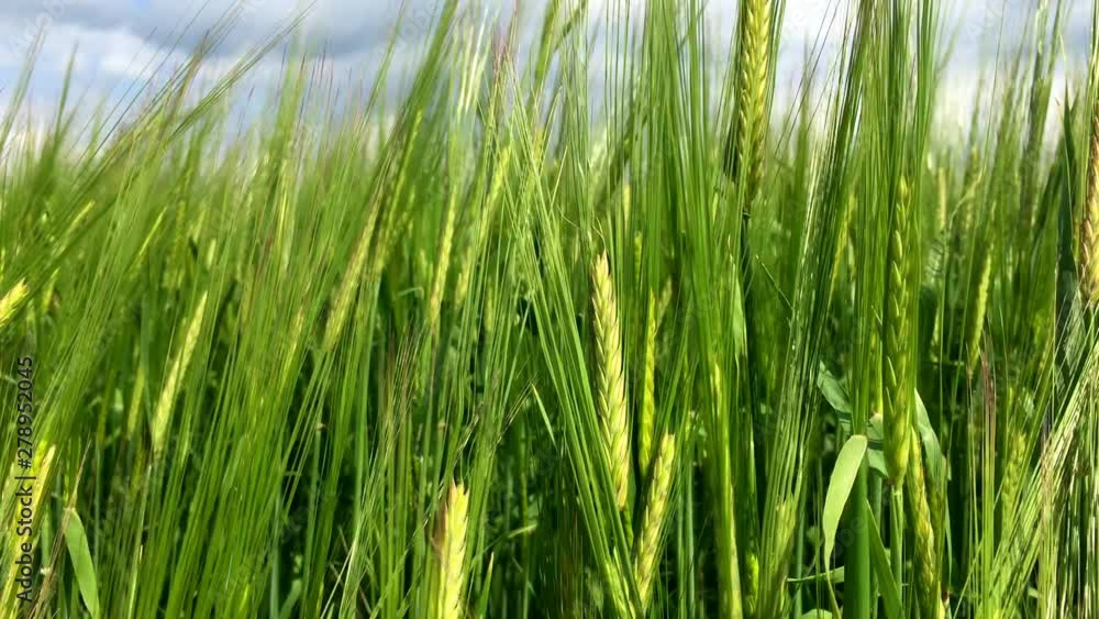 The growing field of green rye. Agricultural land with crops. The growing field of green rye. Agricultural land with crops.