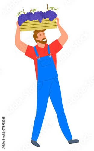 Man carrying wooden container with bunches of grapes isolated cartoon person. Vector person gathering vineyards on plantation, viticulture and winemaking industry