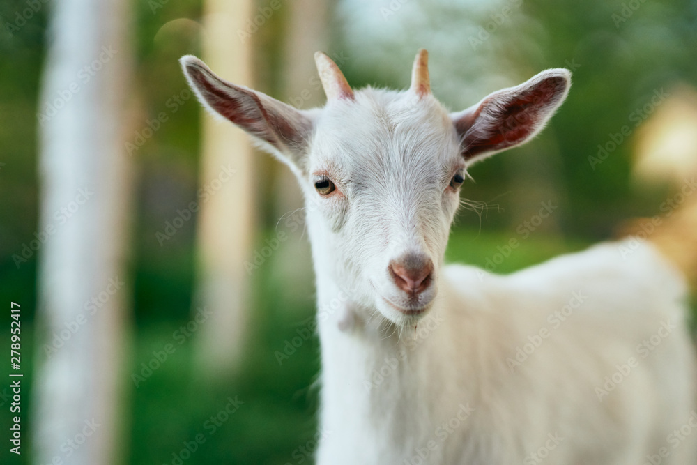 portrait of a goat