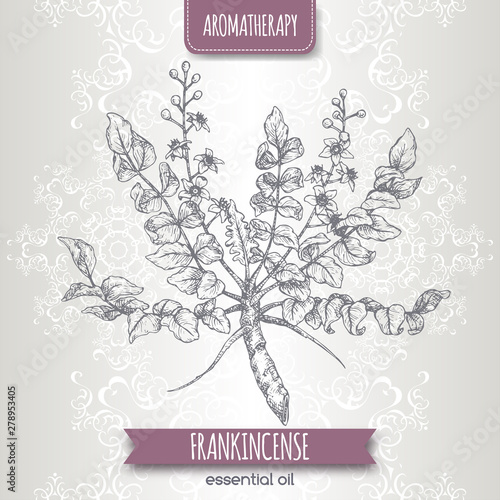 Boswellia sacra aka frankincense sketch on elegant lace background.