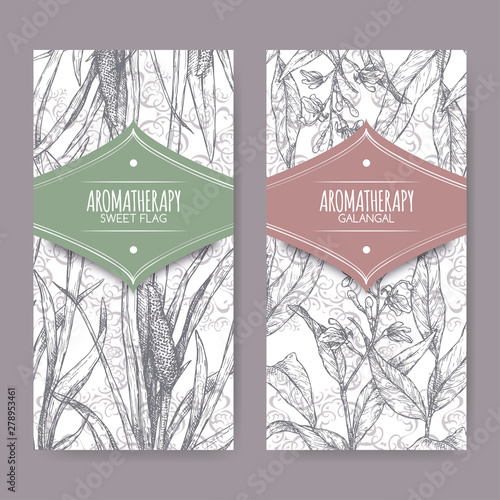 Two labels with Acorus calamus aka sweet flag and Alpinia galanga aka greater galangal sketch on lace background.