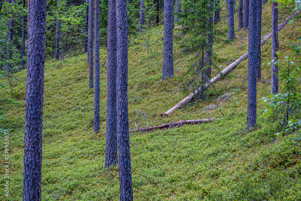 Obraz premium tree trunk wall in the green forest in summer
