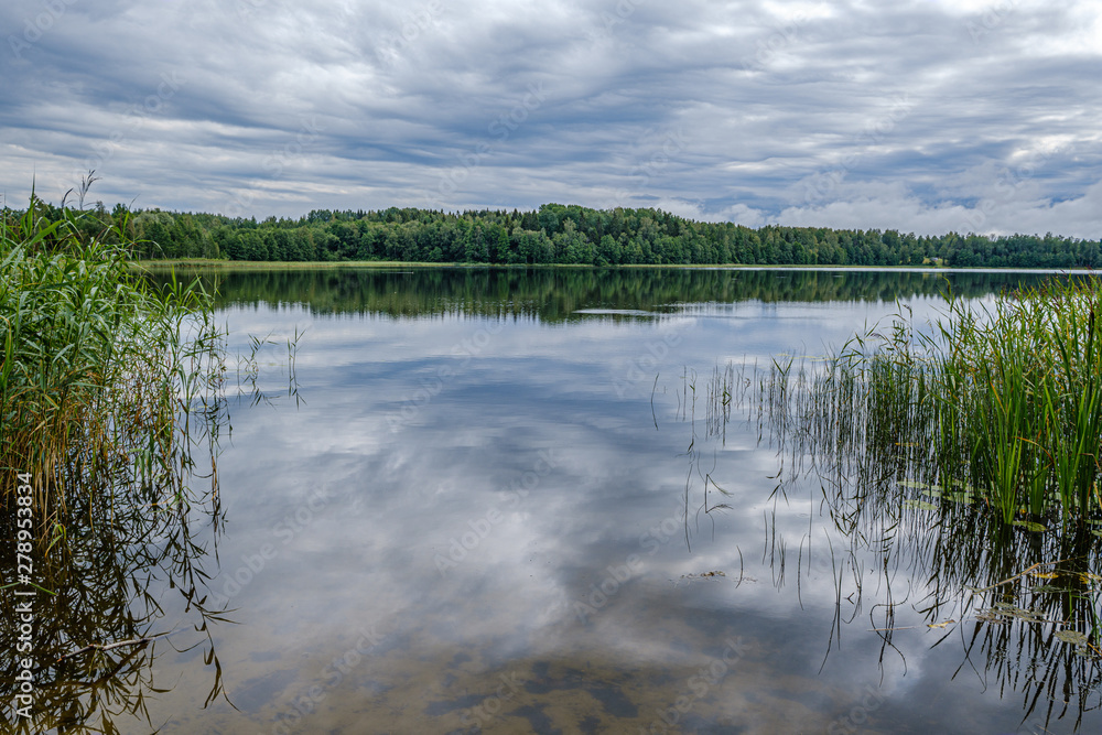 forest lake in summer