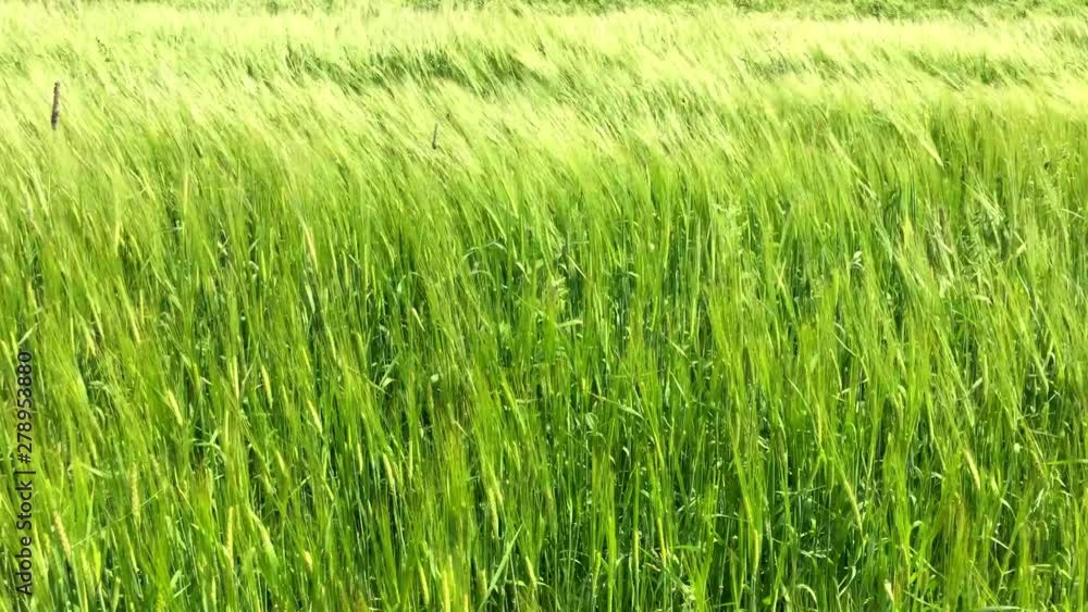 The growing field of green rye. Agricultural land with crops. The growing field of green rye. Agricultural land with crops.