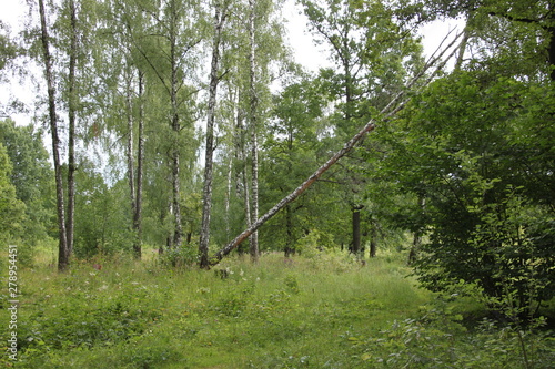 trees in the forest