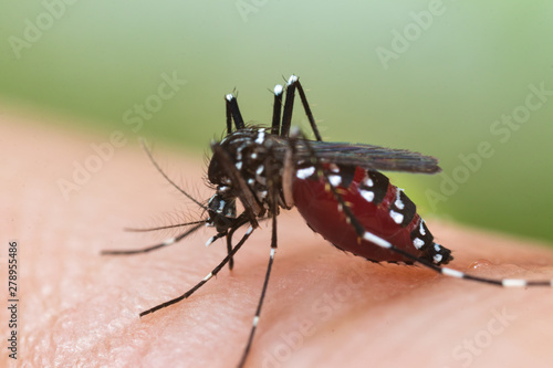 Fotografie Aedes albopictus Mosquito