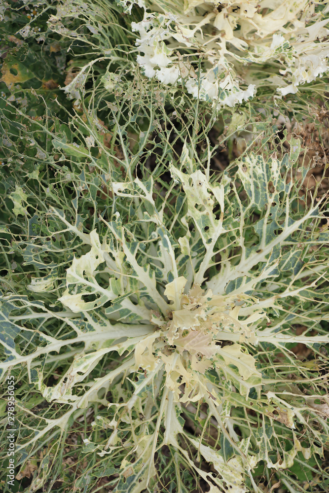 Closeup Pest Damage on Cabbage Closeup Pest Damage on Cabbage