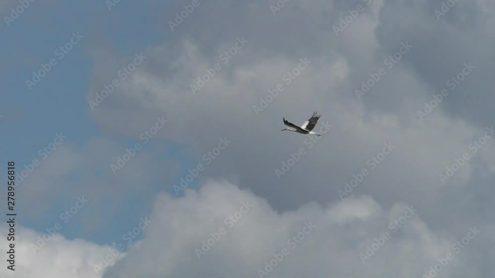White stork smoothly flies in the clouds. Life of wild Birds in the natural environment. White stork smoothly flies in the clouds. Life of wild Birds in the natural environment.