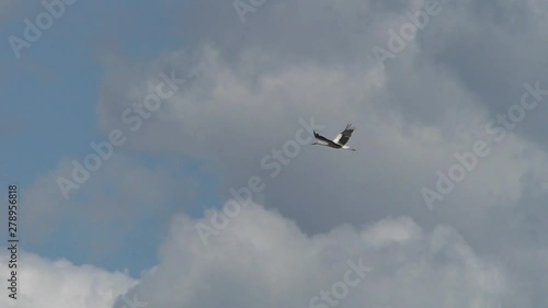 White stork smoothly flies in the clouds. Life of wild Birds in the natural environment. 