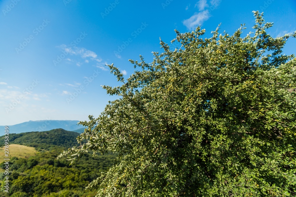 A Tree with Mountains on Background