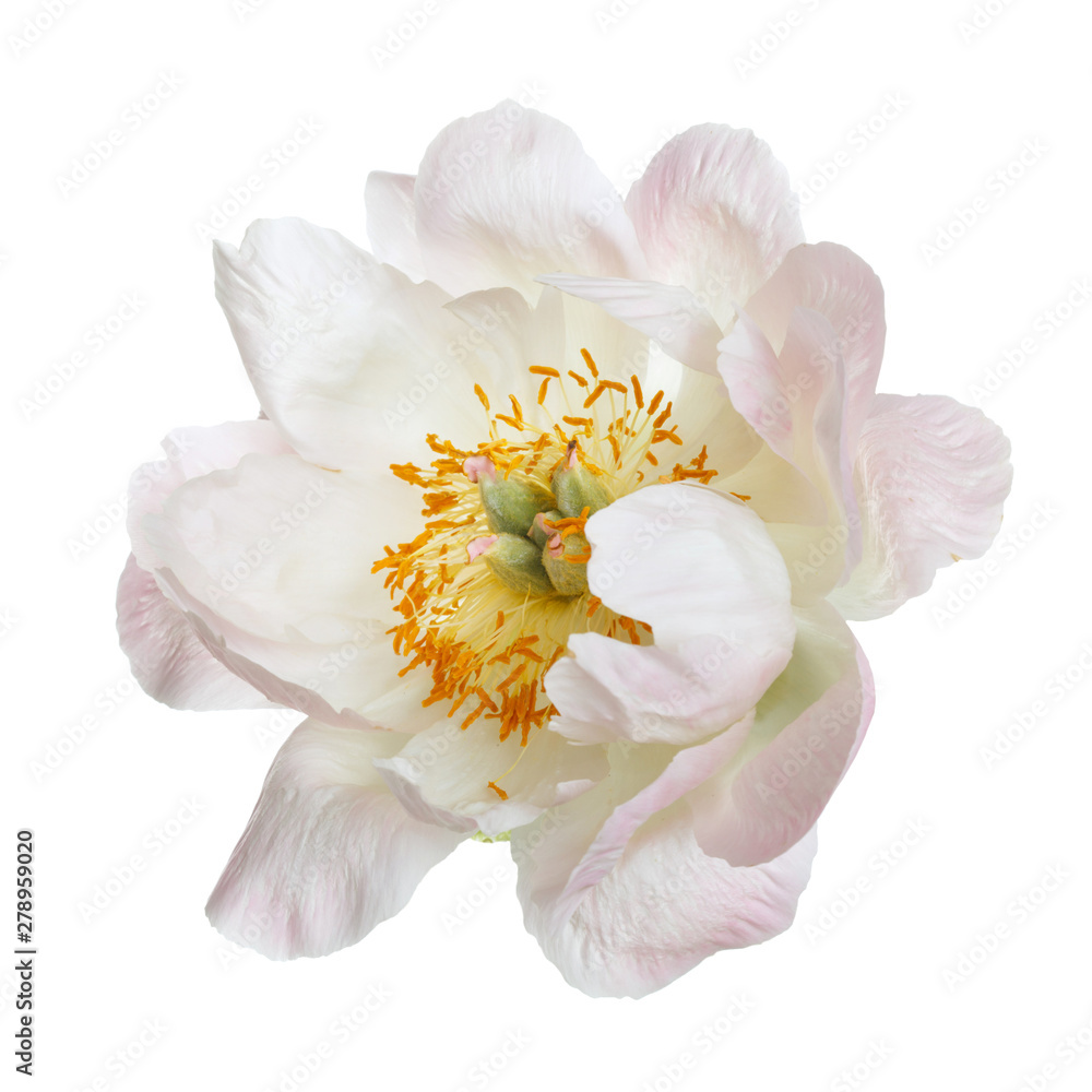 Gently pink peony isolated on white background.