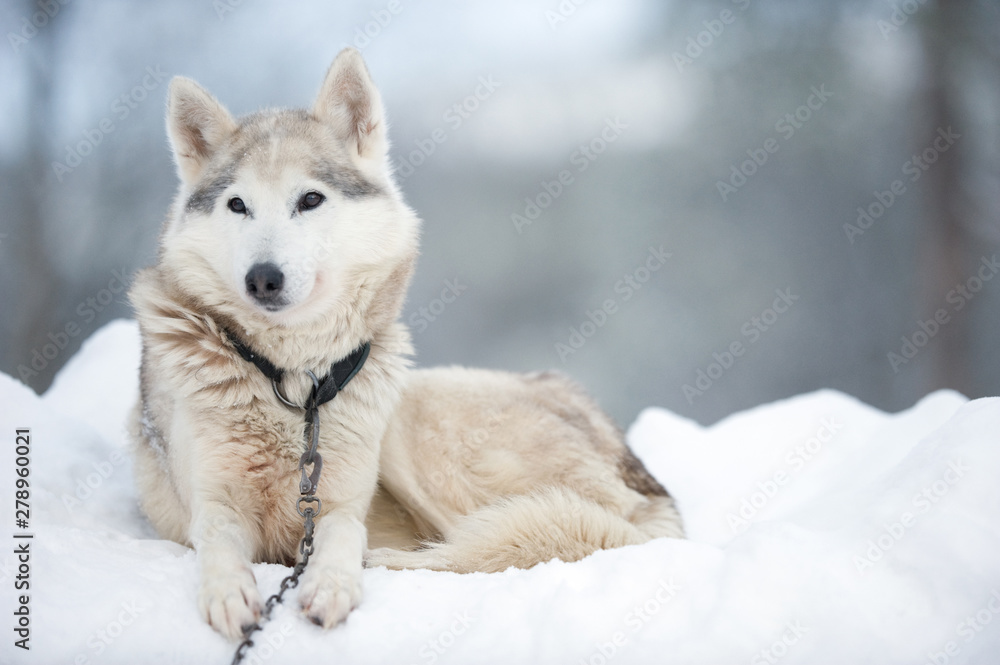 Portrait of a Wolfdog lying on winter snow. Portrait of a Wolfdog lying on winter snow.