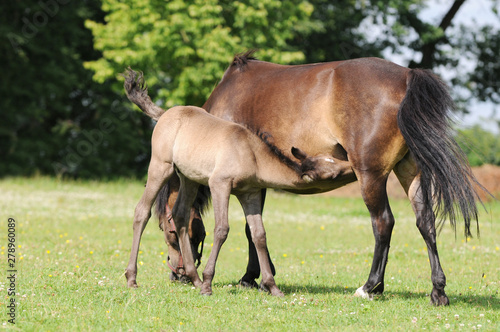 brown horse standing on pasture and suckles foal