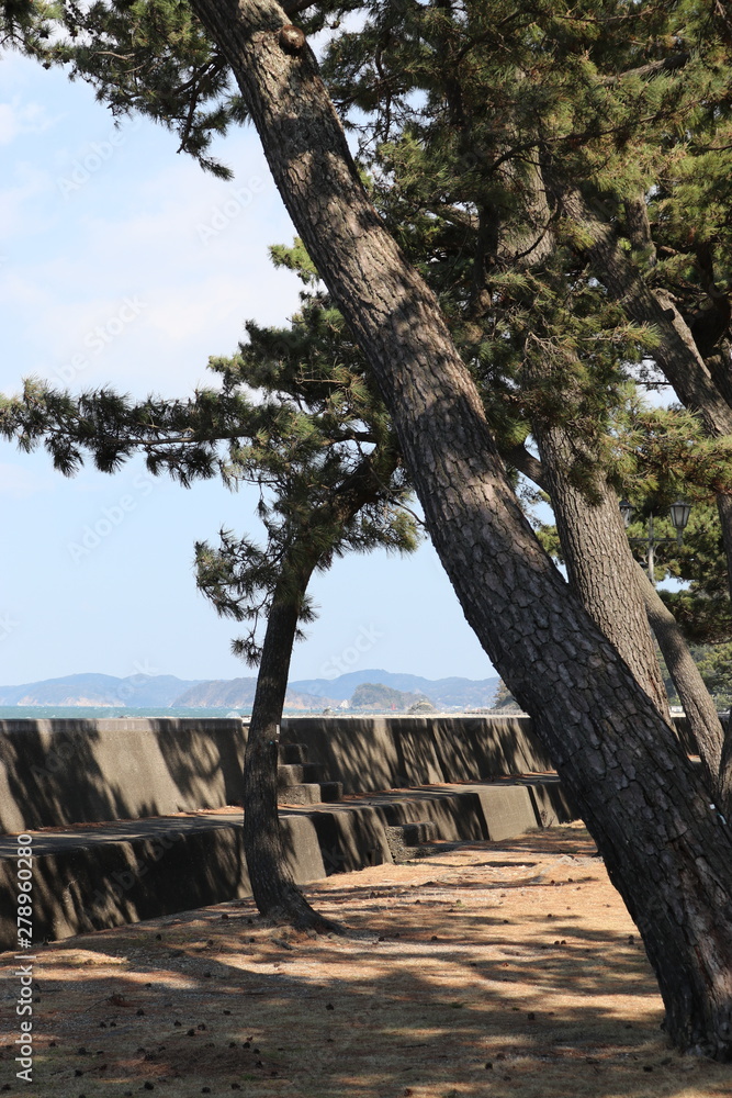 二見浦海岸の松林 二見浦海岸の松林