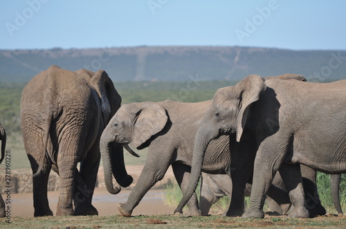 Photography herd of elephants