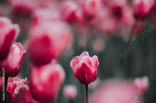 incredibly beautiful tulips. field of tulips. Beautiful spring flowers. March 8, mother's day. Celebration . Blooming garden