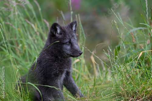 Arctic fox cub, Vulpes lagopus, close up portrait while sat on grass during summer in its summer dark coat.
