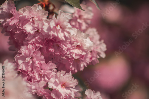 Sakura flowers. Cherry blossoms