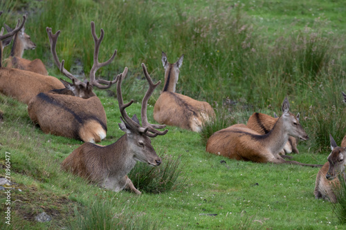 Red deer, Cervus elaphus, hinds and stags resting/laying on the grass moorland during July in summer in Scotland. photo