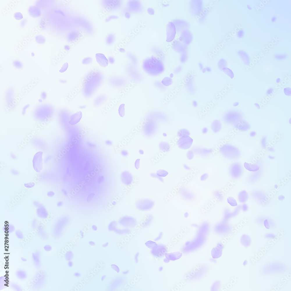 Violet flower petals falling down. Trending romant Violet flower petals falling down. Trending romant