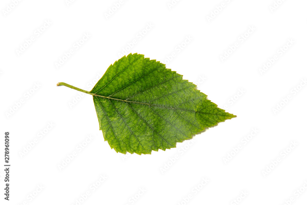 Obraz premium Birch tree leaf isolated on white background.