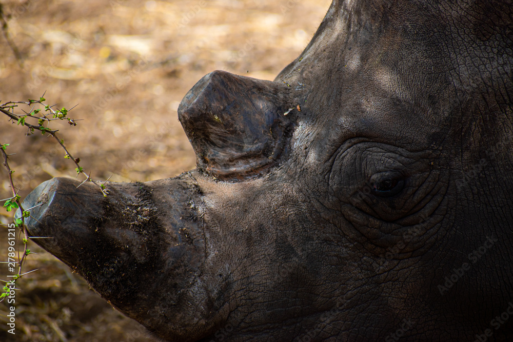 Fototapeta premium detail of rhino