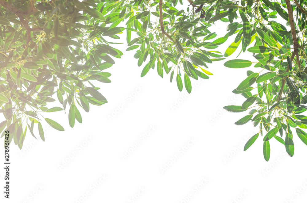 green leaves isolated white background with clipping path. nature frame for decoration design. green leaves isolated white background with clipping path. nature frame for decoration design.