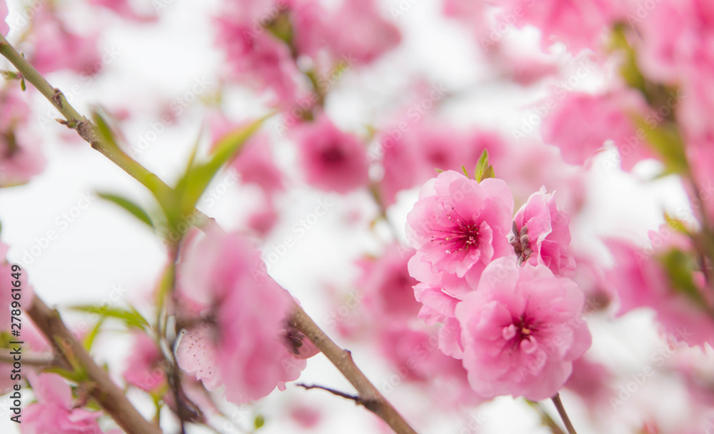 Obraz premium Pink Cherry blossom