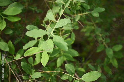 Indian Sandalwood - Santalum album Leaves Closeup with Blurry background