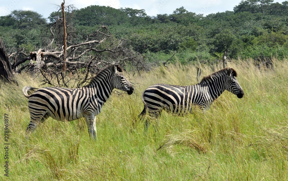 Obraz premium burchell's zebra in zimbabwe_ africa