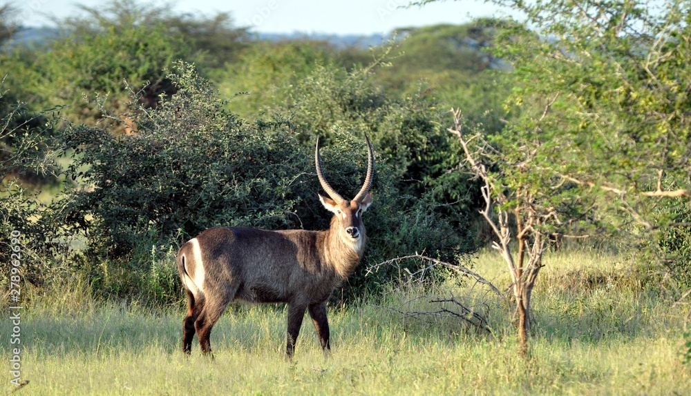 waterbuck zimbabwe waterbuck zimbabwe