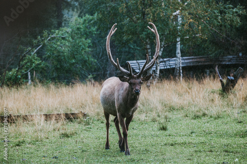 Deer with big horns in the rain against the backdrop of a hut and forest