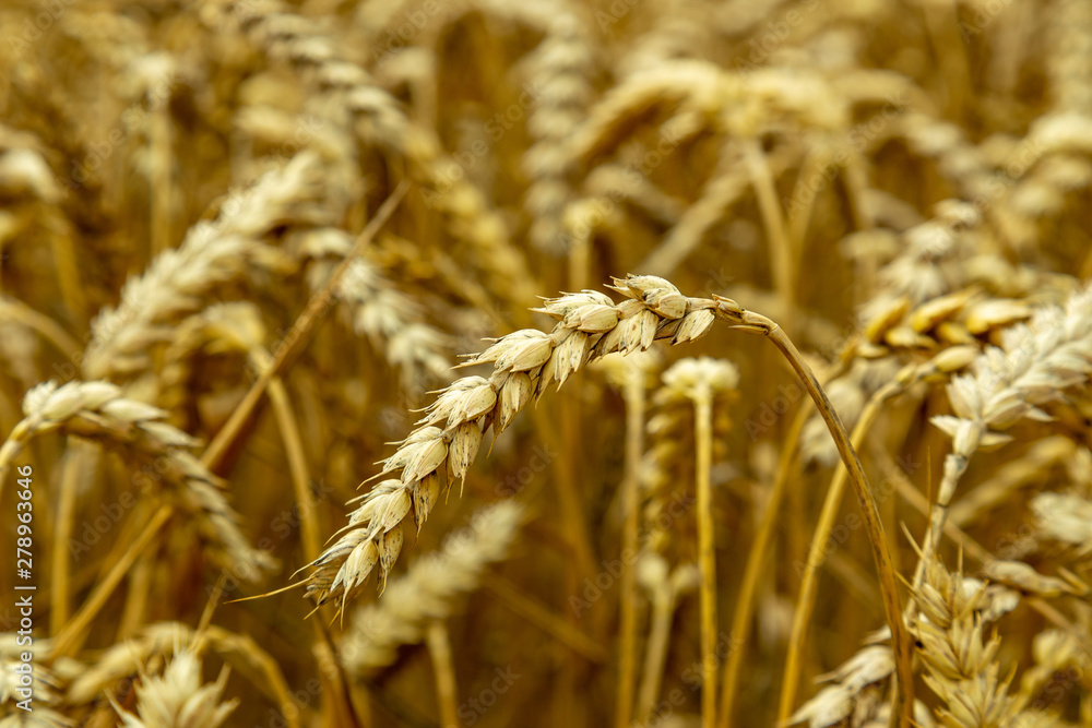 Wheat field. Ears of golden wheat close up. Beautiful Nature Sunset Landscape. Rural Scenery under Shining Sunlight. Background of ripening ears of wheat field. Rich harvest Concept. Label art design