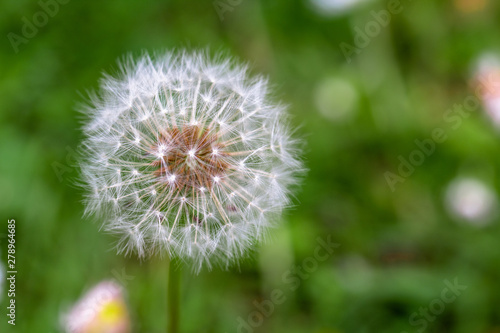 A alone dandelion ready to have it s seeds blown away