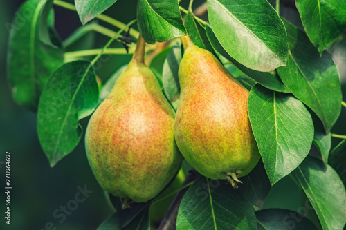 ripe pears on a tree branch close-up crop