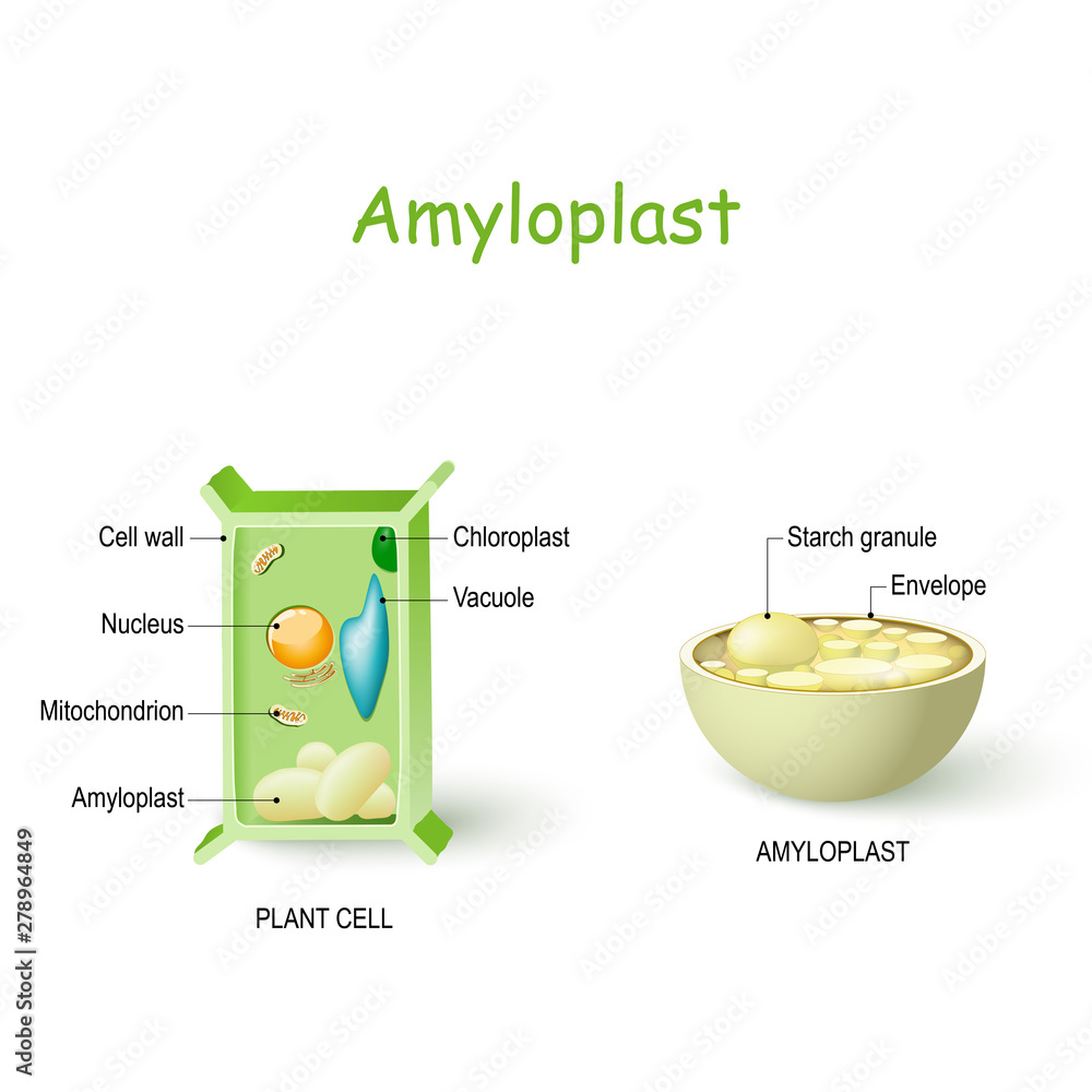 Leucoplast In Plant Cell