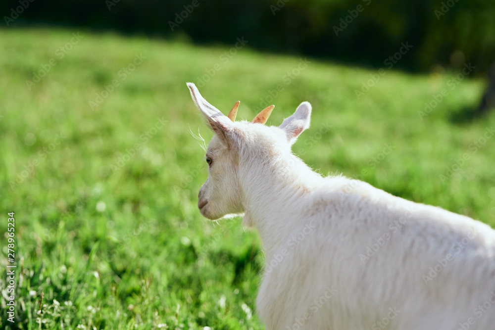 Fototapeta premium goat on a meadow