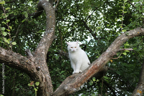 Photography white cat