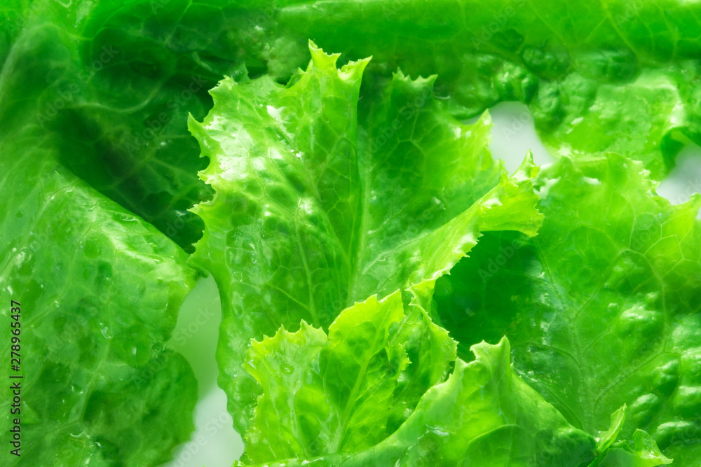 fresh lettuce close up background fresh lettuce close up background