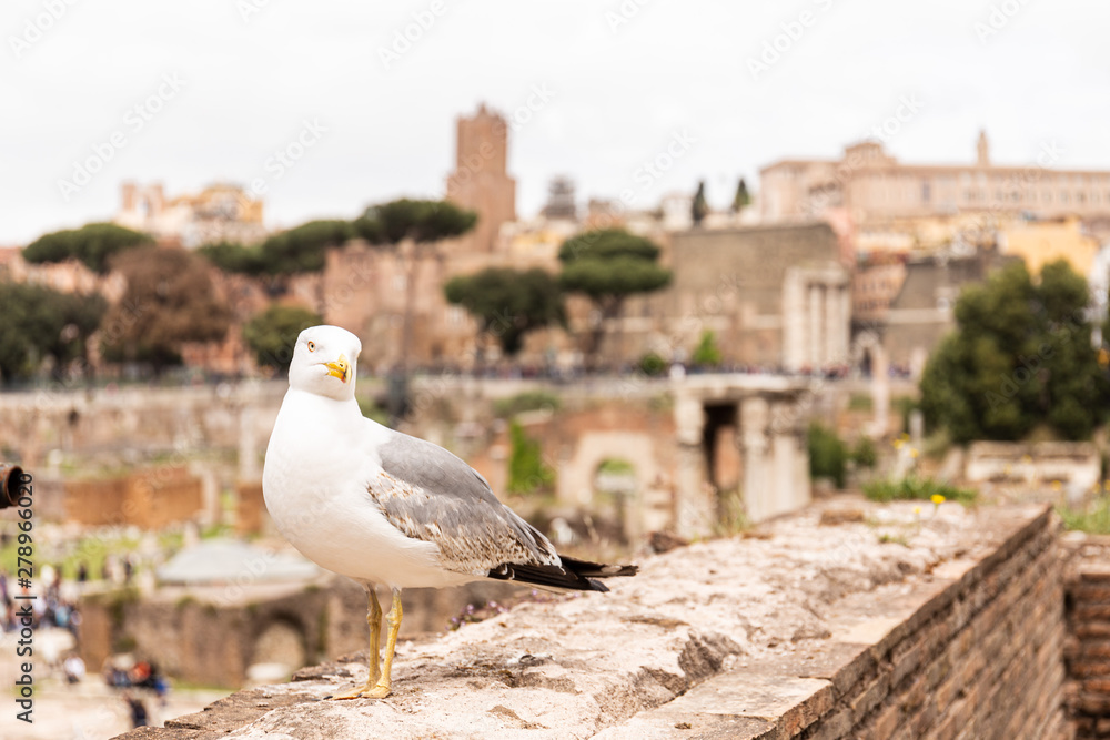 seagull on old building looking at camera in rome, italy seagull on old building looking at camera in rome, italy
