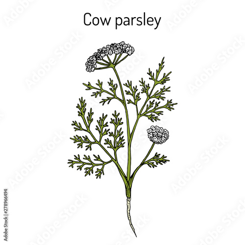 Cow parsley or wild chervil anthriscus sylvestris , medicinal plant