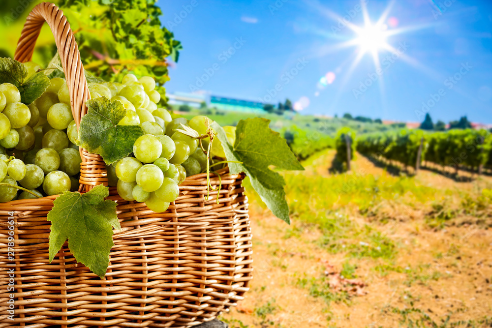 Grapes in a picnic basket on a wooden trunk in the beautiful sunny vineyard background Grapes in a picnic basket on a wooden trunk in the beautiful sunny vineyard background
