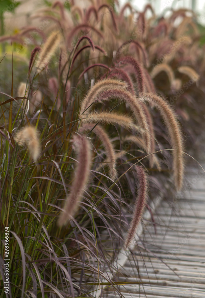 Plenty of purple Fountain Grass with green grasses as background. Plenty of purple Fountain Grass with green grasses as background.