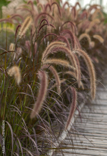 Plenty of purple Fountain Grass with green grasses as background.