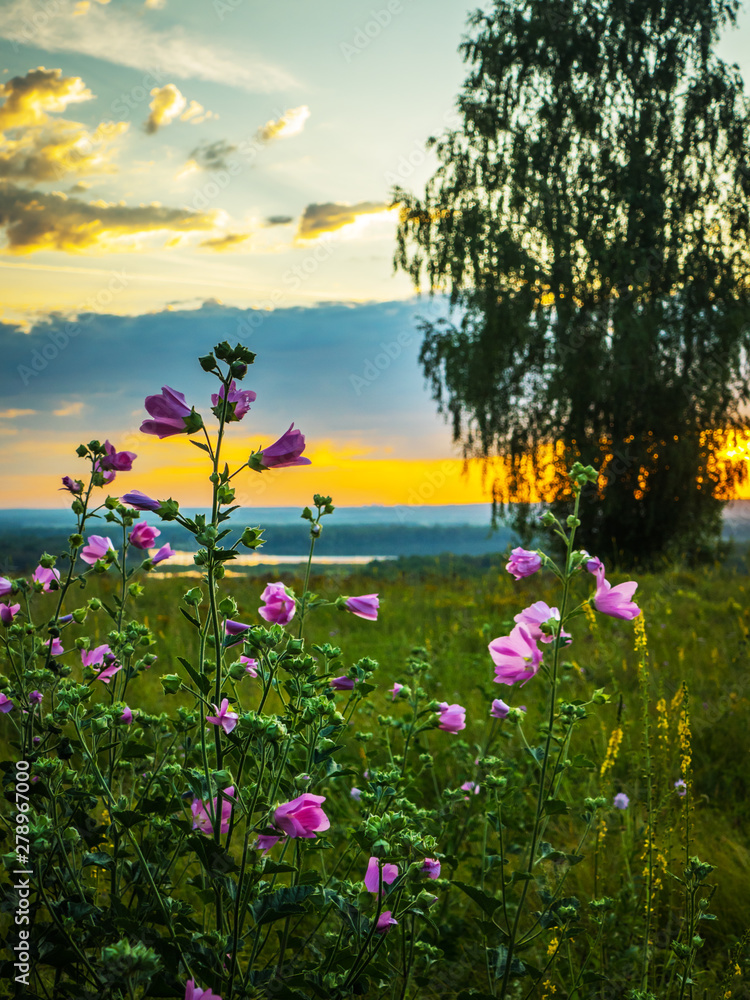Obraz premium on the background of birch and illuminated sky of the rising sun