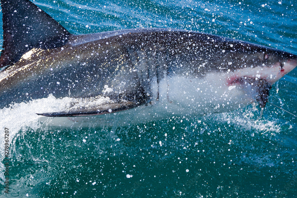 Fototapeta premium A great white shark surfacing to catch its prey