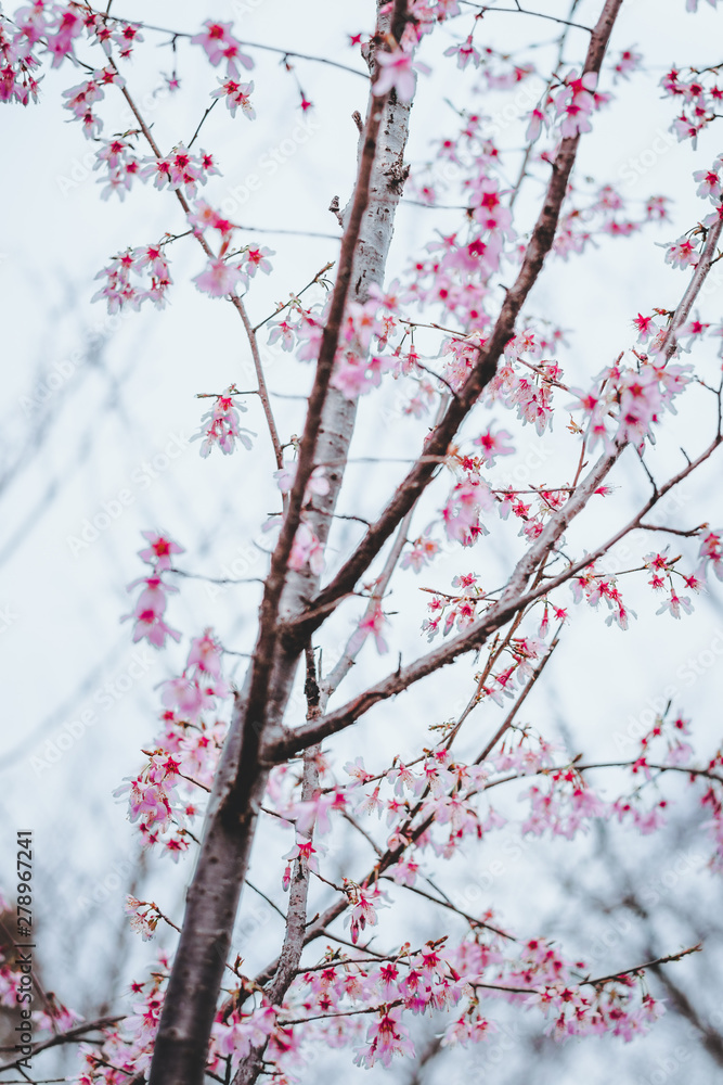 Sakura Spring blossoms flowers in Gicun Park in Shanghai, China Sakura Spring blossoms flowers in Gicun Park in Shanghai, China