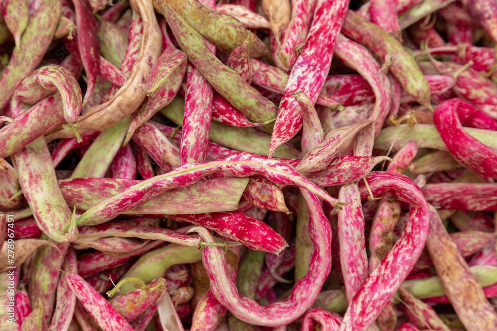 Painted Pony bean closeup on the market counter. Background of full frame with beans in the pods. Painted Pony bean closeup on the market counter. Background of full frame with beans in the pods.