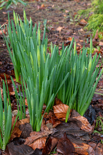 Daffodil shoots emerge from the ground in early spring. 