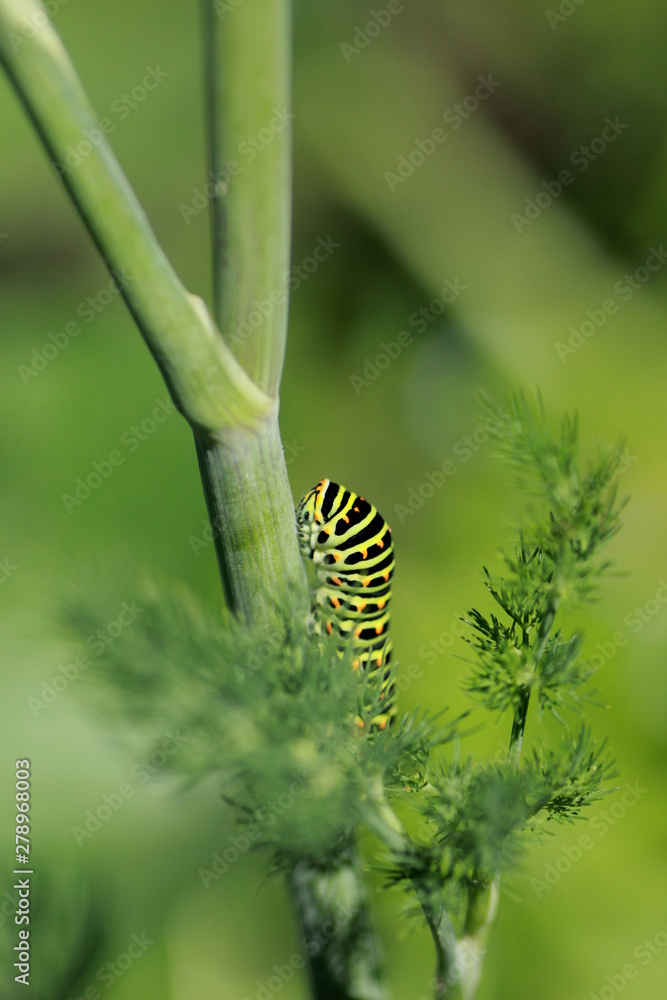  Chenille du Machaon